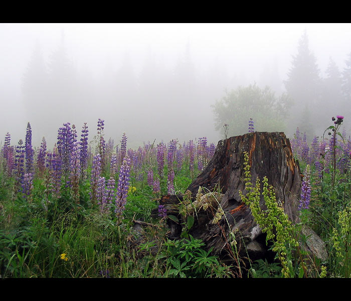 Šumava