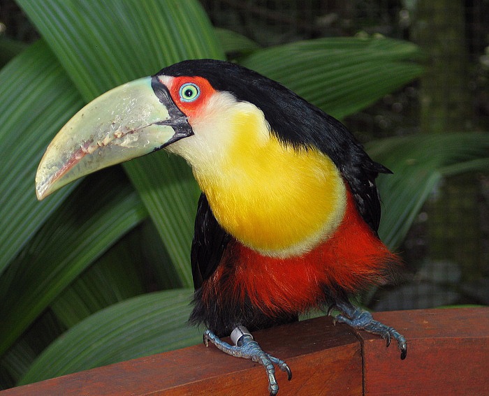 Tukan
