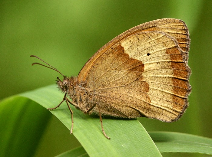 Maniola jurtina