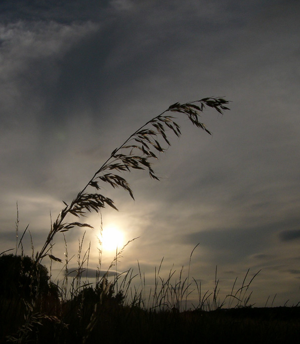 Západovka trávovka