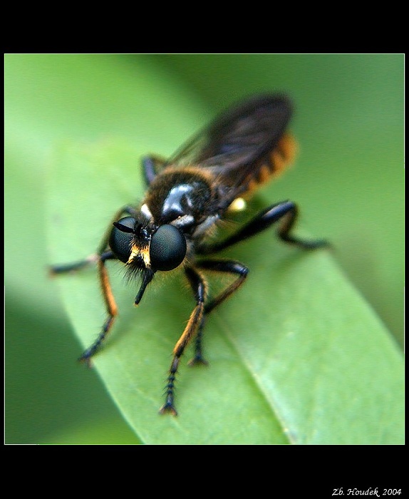 kukadla