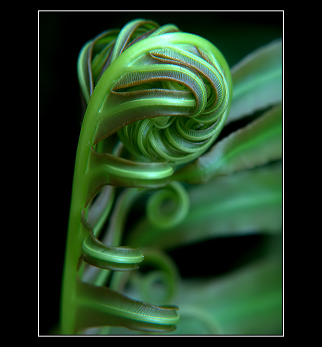 <B>Jedna z Botanický...