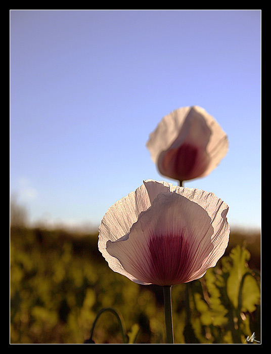 mák při západu slunce