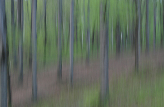 lll Bukovina lll
