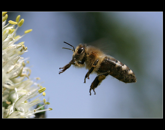 bzzzzzzz....