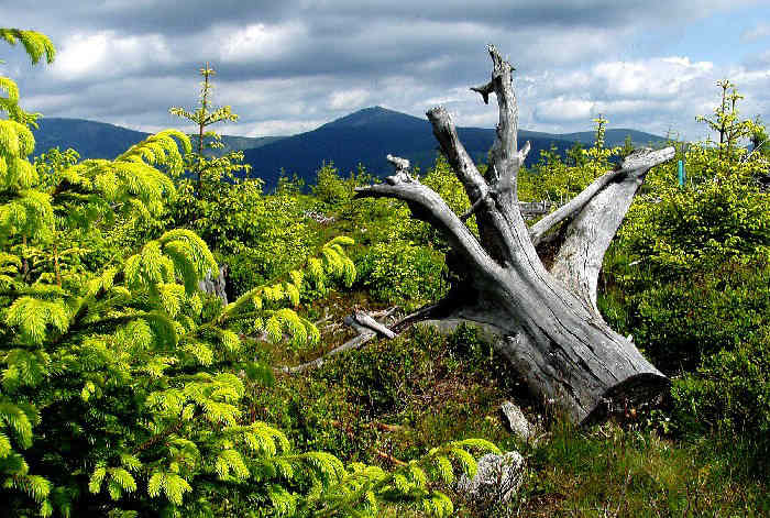 Krakonošovo I