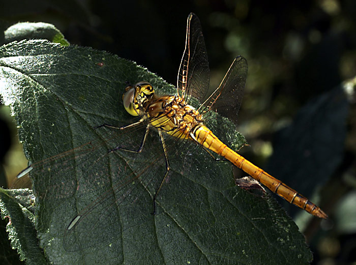 Vazka na spendliku (strom :-) )