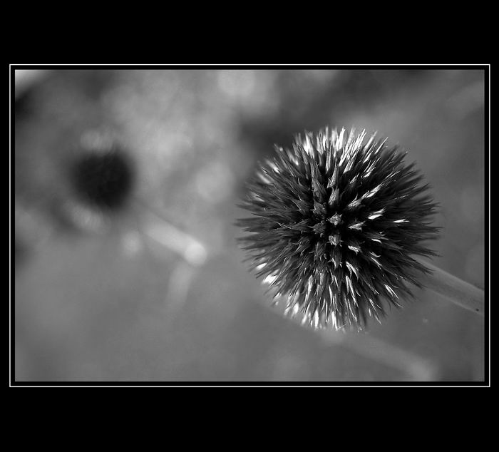 somebody is watching me