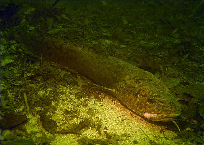 "Mník ležící bdící"