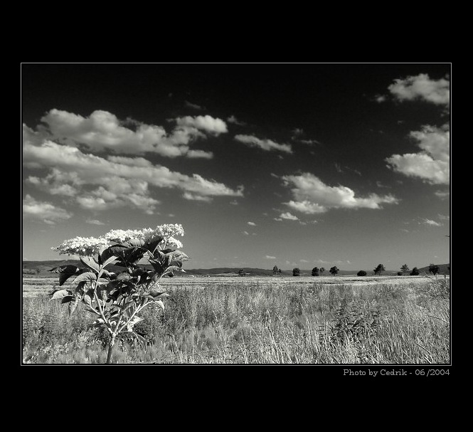 ..:: Letní květ ::..