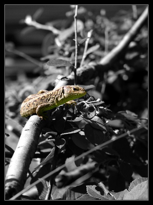 Jaster... II.