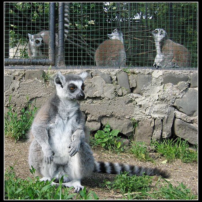 Všichni už jsou v kleci, nebo nee?