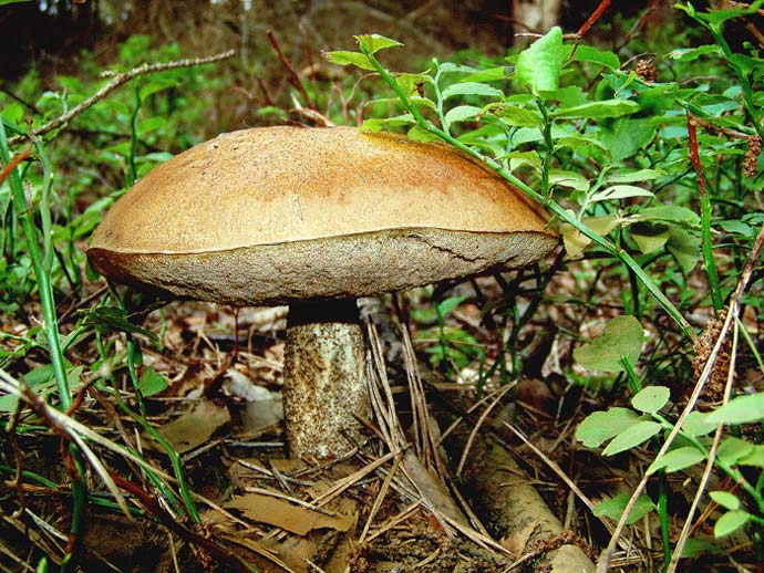 Překvapení v borůvčí