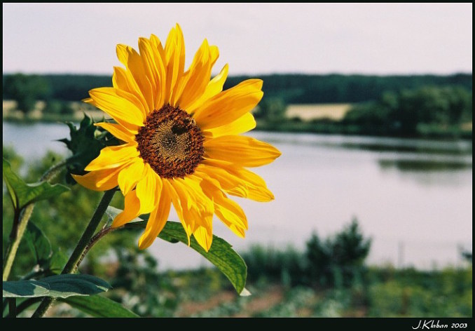 Oh, sunny days...