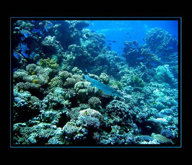 Barakuda..není lehké ji vidět