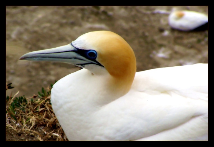 Gannet ...