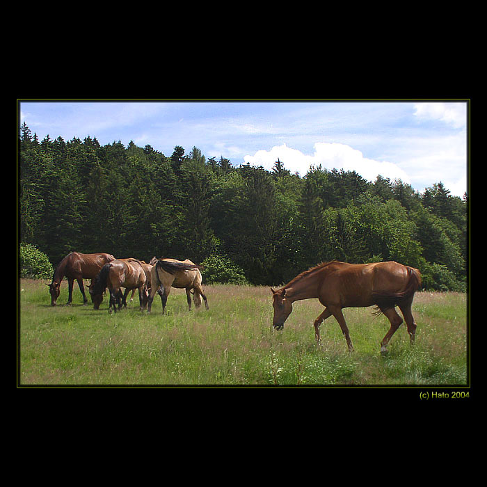 <b>... Kone  ...</b><br>