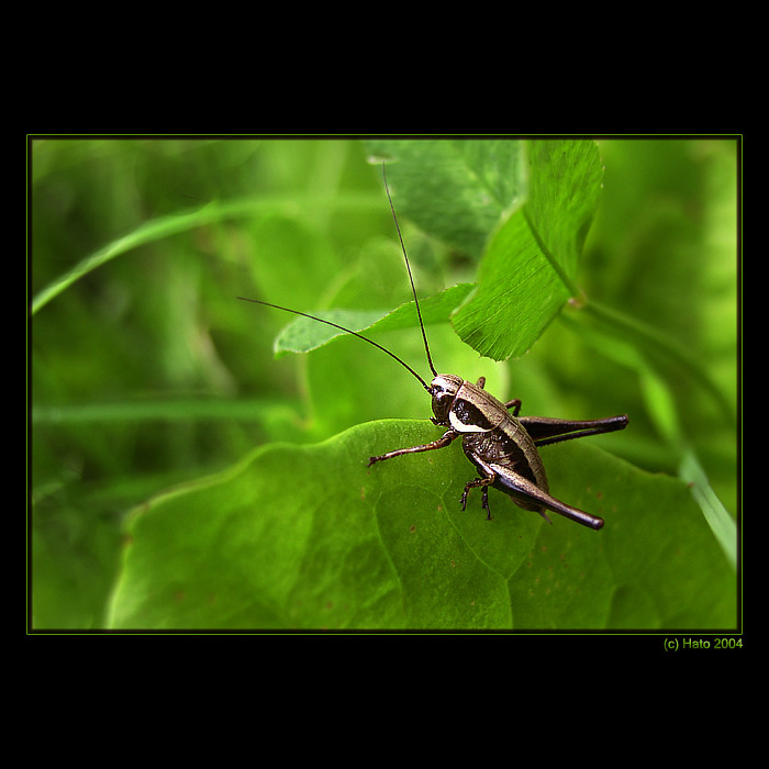 <b>... Koníček  ...</b><br>