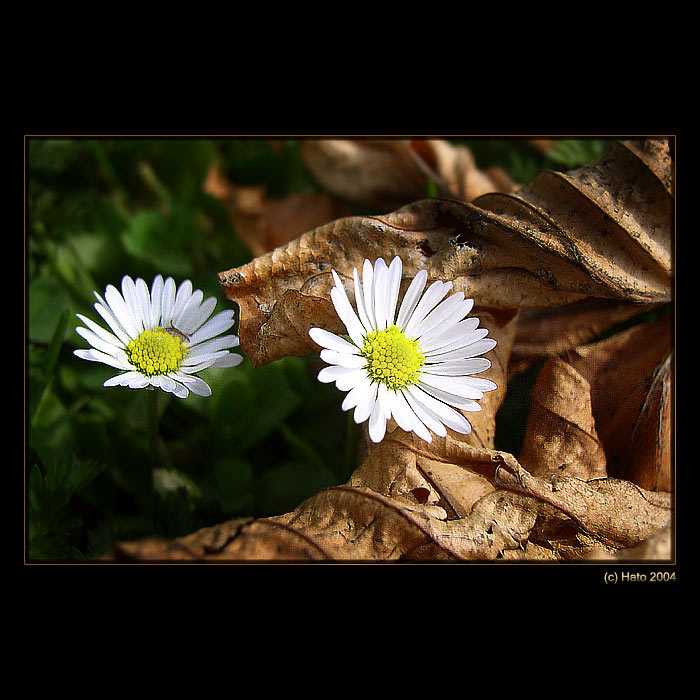 <b>... Young and Old ... </B><br>