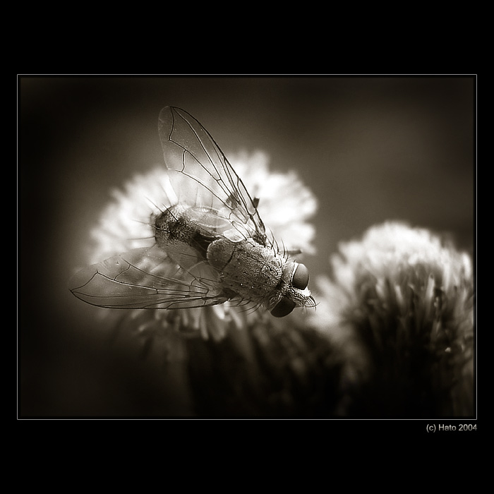 <b>... B zz z z II.  ...</b><br>