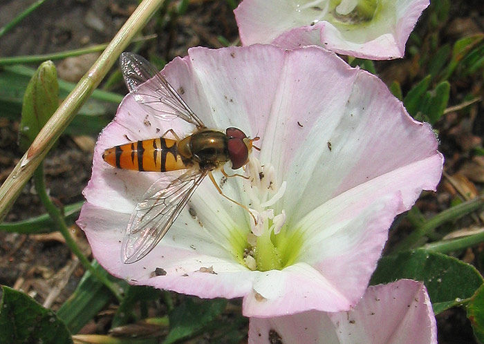 Pestřenka