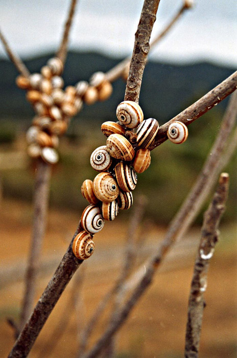 šneci korfuští ll