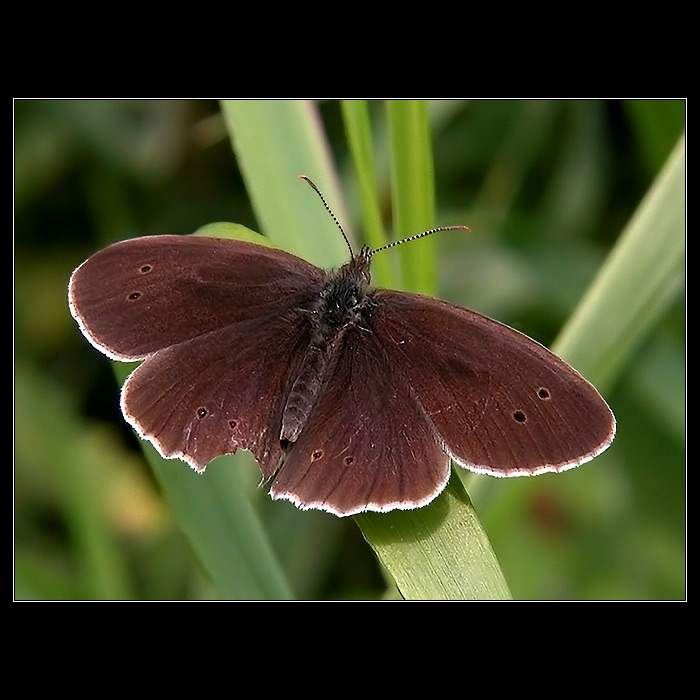 <b>.: OKÁČ PROSÍČKOVÝ <font size=5>♂</font> :.</b>