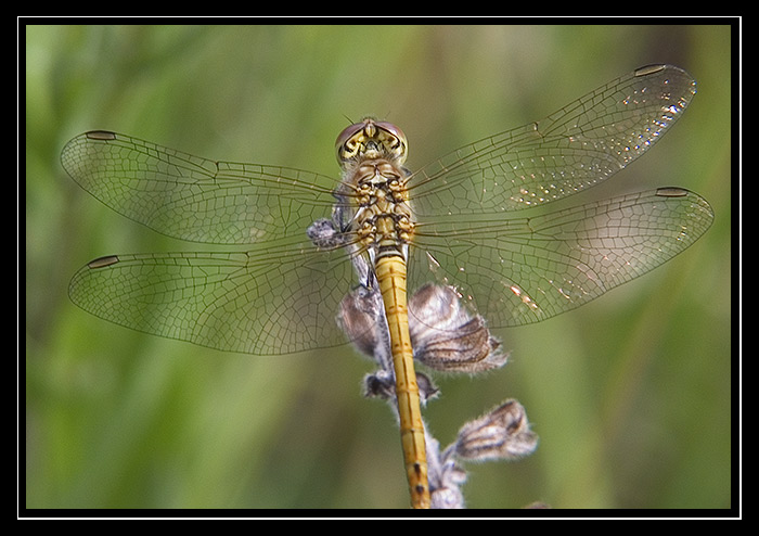 <b>.:. Vážka rudá <i>(Sympetrum sanguineum)</i> <font size=5>♀</font>.:.</b>
