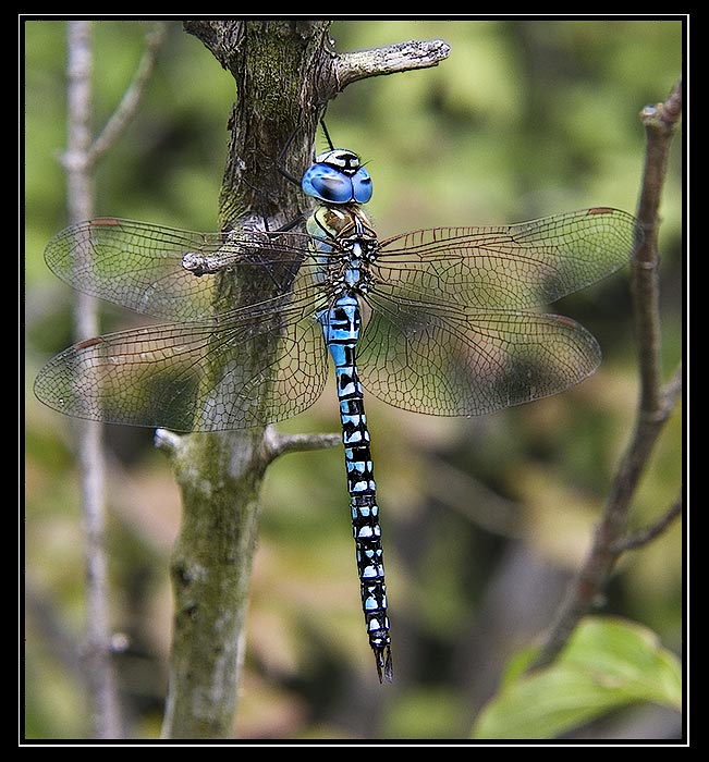 <b>.:. Šidlo modré <i>(Aeschna cyanea)</i> .:.</b>