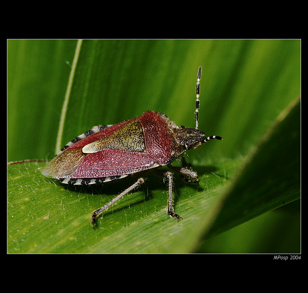 Kněžice chlupatá (Dolycoris baccarum)