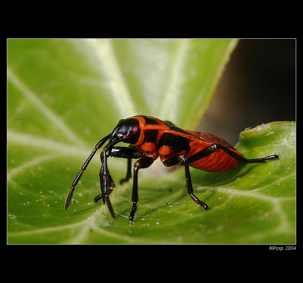 Ruměnice bezkřídlá (Pyrrhocoris apterus) - nymfa
