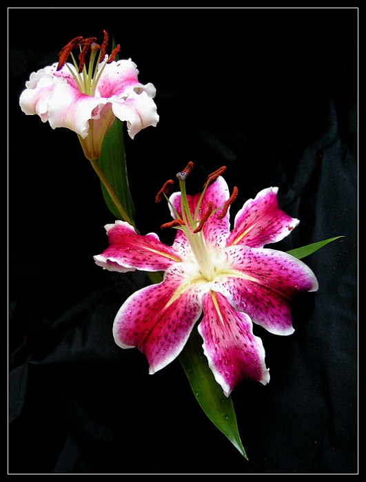 Daidalos a Ikaros - rozkvet a pád