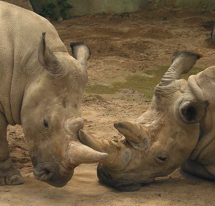 pane, pojďte si hrát ... nebo aspoň podrbat