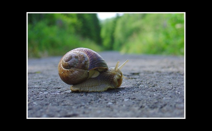 Snecku snecku....