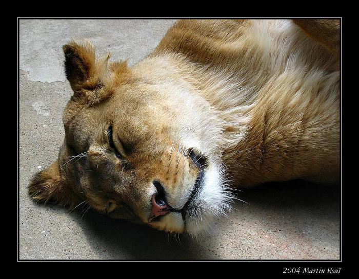Siesta