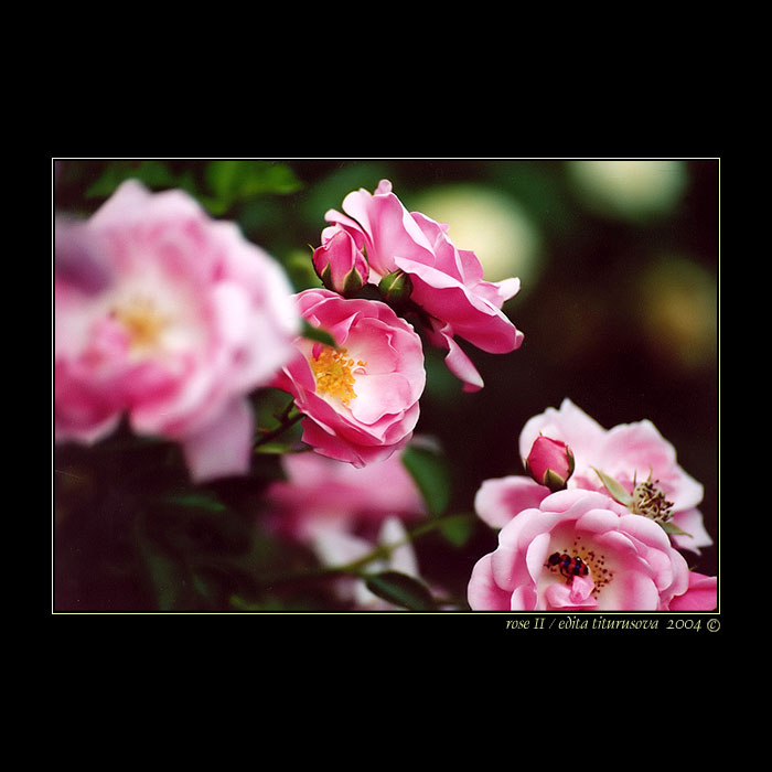 rose II
