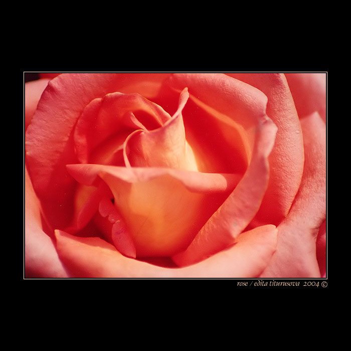 rose
