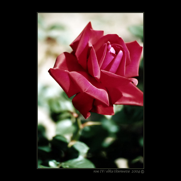 rose IV