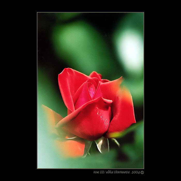 rose III