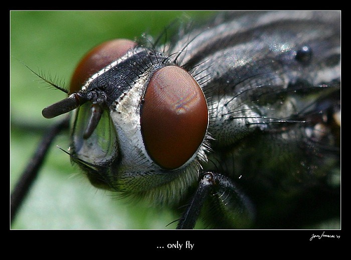 ... only fly