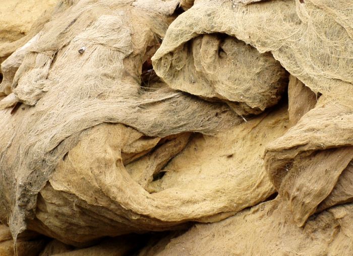 Povadlá krása vodních řas