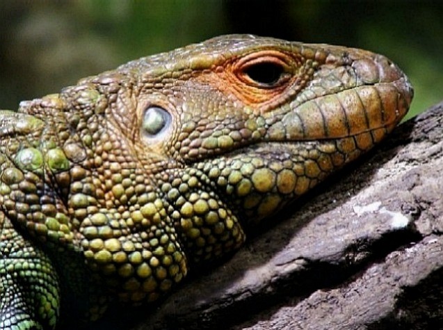 ZOO Praha