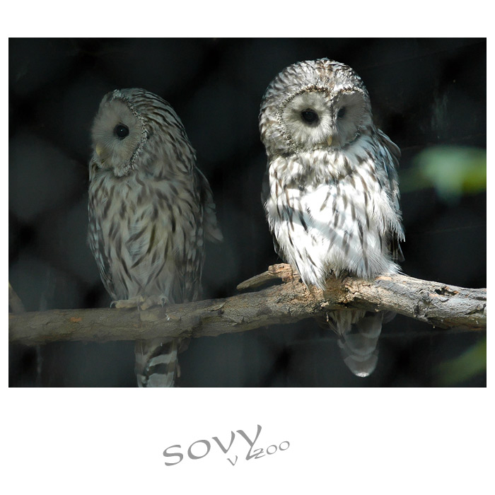 sovy v zoo