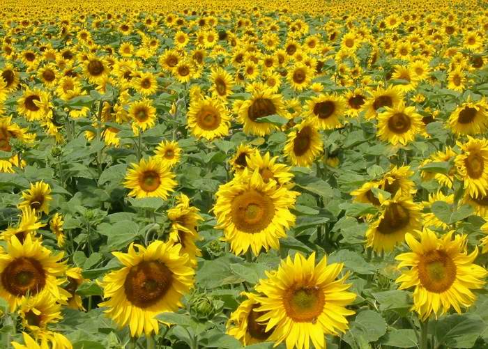 ..:: The Sunflowers ::..