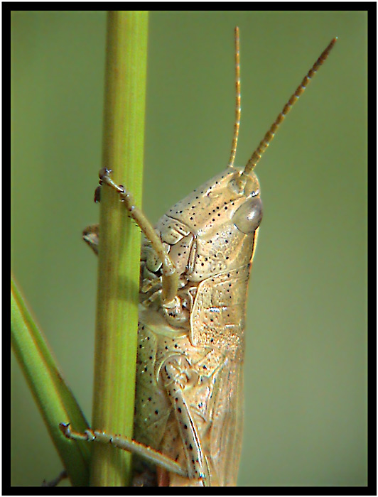 Neposedná kobylka :)