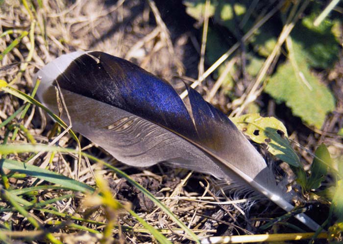 Pierko v trave, komu asi vypadlo.