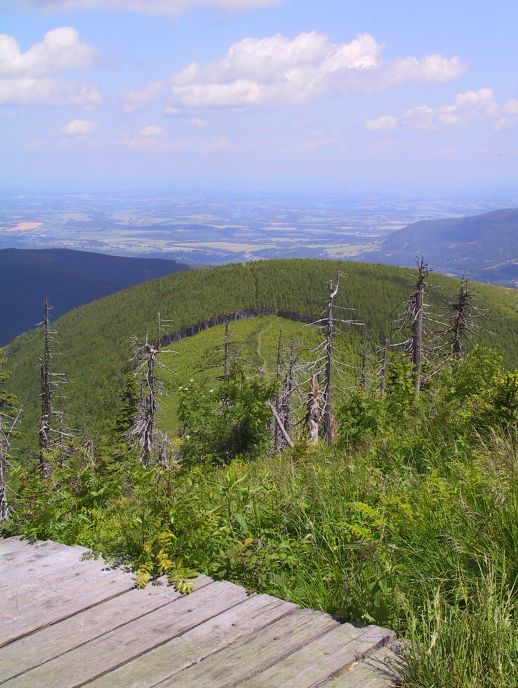 Lysý pupek