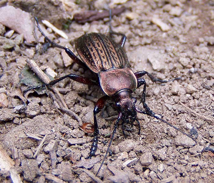 střevlík měděný