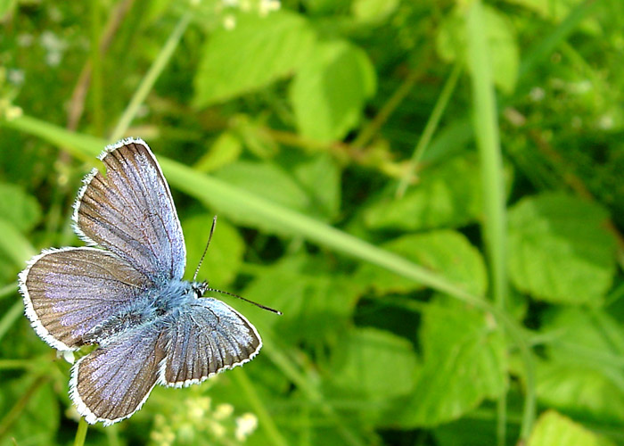 Motyl