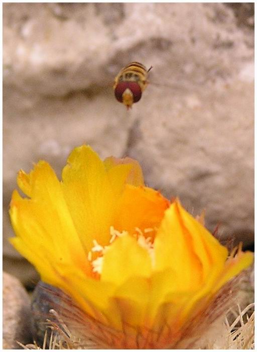 Žádám květ o povolení k přistání